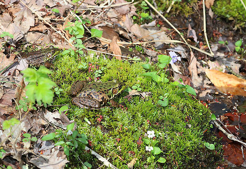Green Frogs I spotted these three frogs resting on a small patch of moss and wildflowers next to a small stream. Geotagged,Green frog,Lithobates clamitans,Spring,United States,frog,frogs,green frog,green frogs