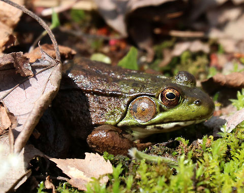 Green Frog I spotted this frog, along with two others, resting on a small patch of moss and wildflowers next to a small stream. Geotagged,Green frog,Lithobates clamitans,Spring,United States,frog,green frog