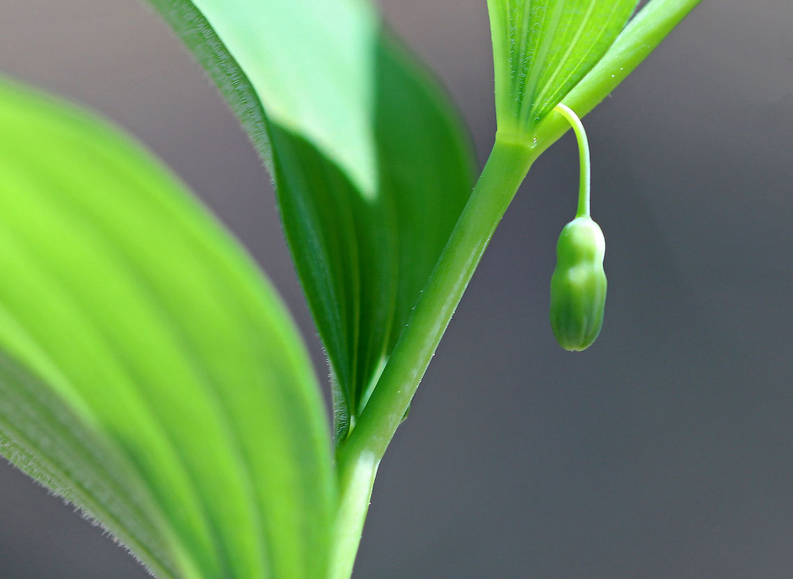 Hairy Solomon's Seal Hairy Solomons Seal is distinguished from King Solomon's Seal by the pubescence on the veins of the underside of the leaves.  The leaves are alternate with one leaf per node.  The flowers are produced individually or in groups of 2-3 from the axils of the leaves, and they are suspended below the leaves. Geotagged,Hairy Solomon's Seal,Polygonatum,Polygonatum pubescens,Solomon's Seal,Spring,United States