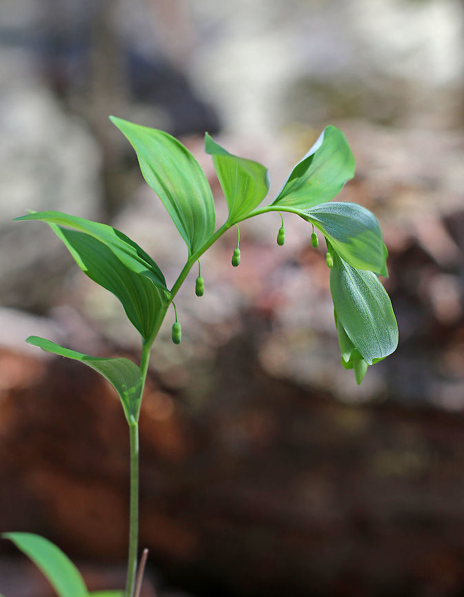 Hairy Solomon's Seal Hairy Solomon's Seal is distinguished from King Solomon's Seal by the pubescence on the veins of the underside of the leaves. The leaves are alternate with one leaf per node. The flowers are produced individually or in groups of 2-3 from the axils of the leaves, and they are suspended below the leaves.  Geotagged,Hairy Solomon's Seal,Polygonatum pubescens,Solomon's Seal,Spring,United States