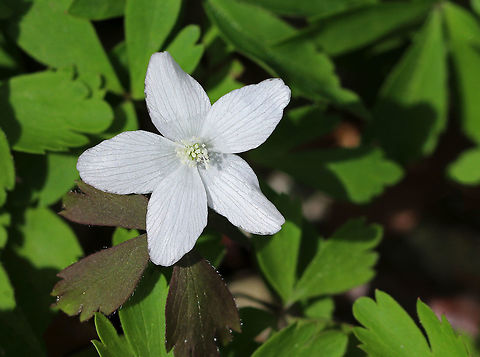 Wood Anemone An early spring wildflower that often grows in sizable clusters.  Since the flowers of anemones are slender-stalked and tremble in the breeze, they have been called "wind flowers"; the genus name is derived from the Greek anemos ("wind"). Anemone,Anemone quinquefolia,Anemonoides quinquefolia,Geotagged,Spring,United States,Wood Anemone,flower,white,wildflower