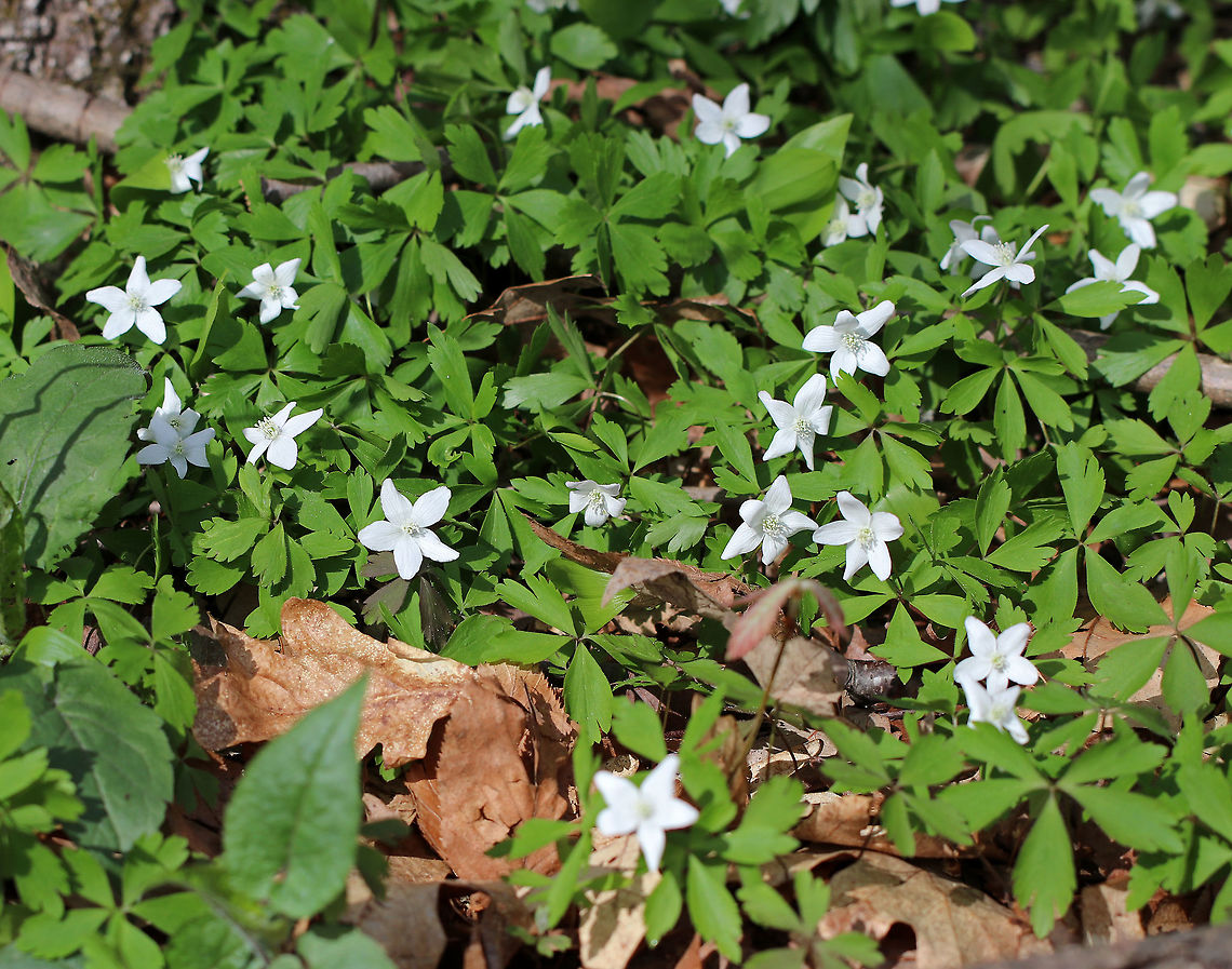 Wood Anemone An early spring wildflower that often grows in sizable clusters. Since the flowers of anemones are slender-stalked and tremble in the breeze, they have been called &quot;wind flowers&quot;; the genus name is derived from the Greek anemos (&quot;wind&quot;).  Anemone,Anemone quinquefolia,Anemonoides quinquefolia,Geotagged,Spring,United States,Wood Anemone