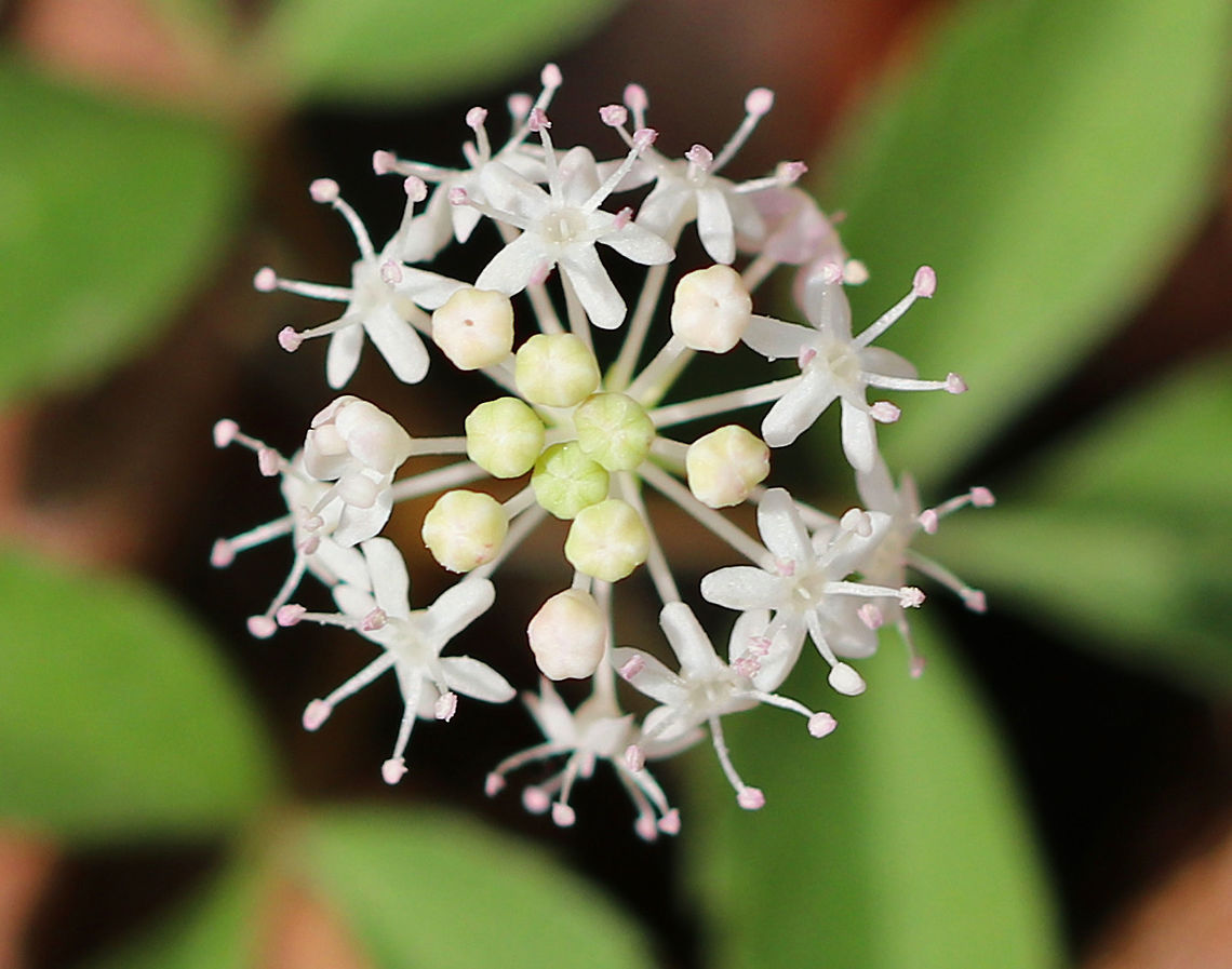 Dwarf Ginseng Tiny white flowers (3 mm wide) that grow in clusters. Plant height was about 20 cm. <br />
<br />
Native Americans traditionally used the entire plant and roots of Dwarf Ginseng for herbal remedies.  Dwarf Ginseng,Ginseng,flower,white,wildflower