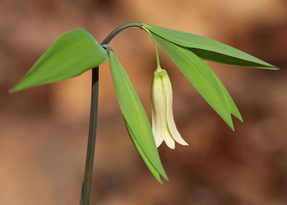 Sessile Bellwort Creamy yellow, drooping flower atop an angled stem with sessile leaves.  They were growing throughout a deciduous forest. Geotagged,Sessile bellwort,Spring,United States,Uvularia sessilifolia,bellwort,sessile bellwort,uvularia