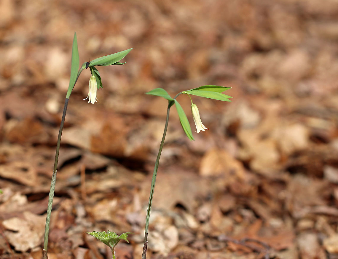Sessile Bellwort Creamy yellow, drooping flower atop an angled stem with sessile leaves. They were growing throughout a deciduous forest.  Geotagged,Sessile bellwort,Spring,United States,Uvularia,Uvularia sessilifolia,bellwort,flower,sessile bellwort,wildflower,yellow