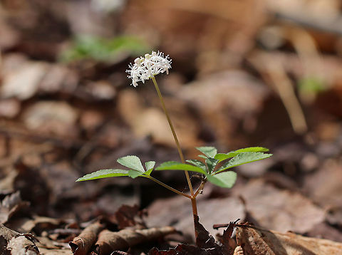 Dwarf Ginseng Tiny white flowers (3 mm wide) that grow in clusters. Plant height was about 20 cm. 

Native Americans traditionally used the entire plant and roots of Dwarf Ginseng for herbal remedies.  Dwarf ginseng,Geotagged,Panax trifolius,Spring,United States,dwarf ginseng,flower,ginseng,panax,white,wildflower