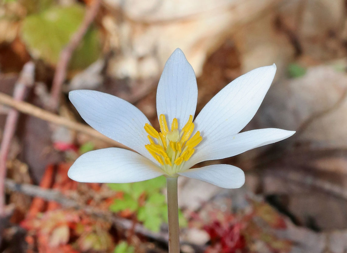 Bloodroot A fragile spring flower that opens in full sunlight and then closes at night.  The blood-red root was traditionally used as a dye in addition to many medicinal uses.  But, it has toxic properties and is not recommended to be ingested. BloodrootSanguinaria canadensis,Geotagged,Sanguinaria,Sanguinaria canadensis,Spring,United States,bloodroot,flower,white,wildflower
