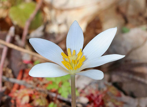 Bloodroot A fragile spring flower that opens in full sunlight and then closes at night.  The blood-red root was traditionally used as a dye in addition to many medicinal uses.  But, it has toxic properties and is not recommended to be ingested. BloodrootSanguinaria canadensis,Geotagged,Sanguinaria,Sanguinaria canadensis,Spring,United States,bloodroot,flower,white,wildflower