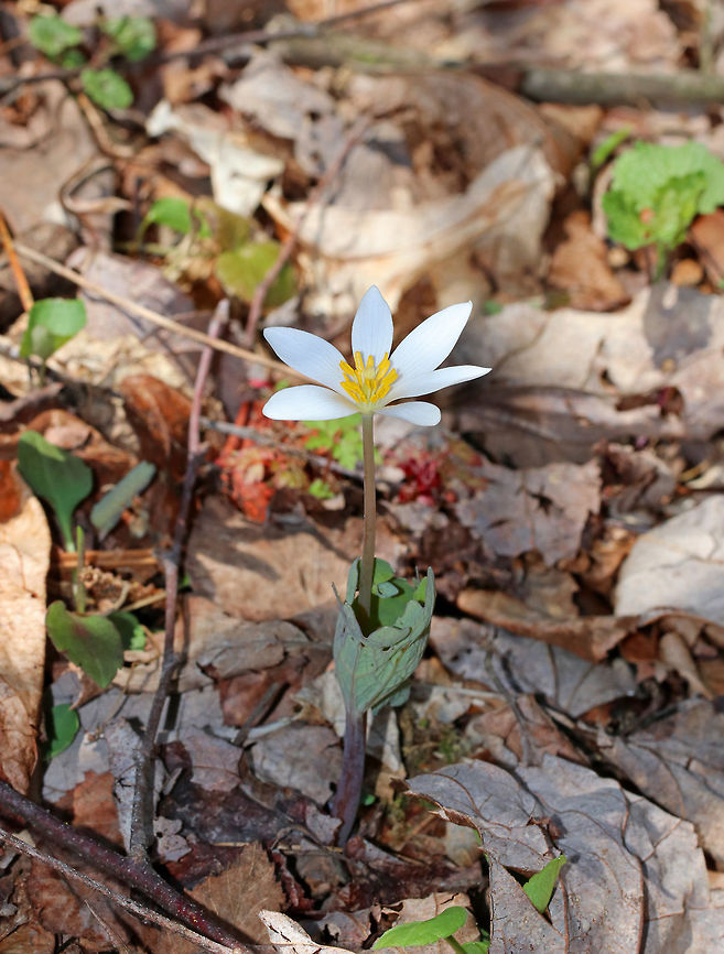 Bloodroot A fragile spring flower that opens in full sunlight and then closes at night. The blood-red root was traditionally used as a dye in addition to many medicinal uses. But, it has toxic properties and is not recommended to be ingested.  Bloodroot,BloodrootSanguinaria canadensis,Geotagged,Sanguinaria,Sanguinaria canadensis,Spring,United States,flower,white,wildflower