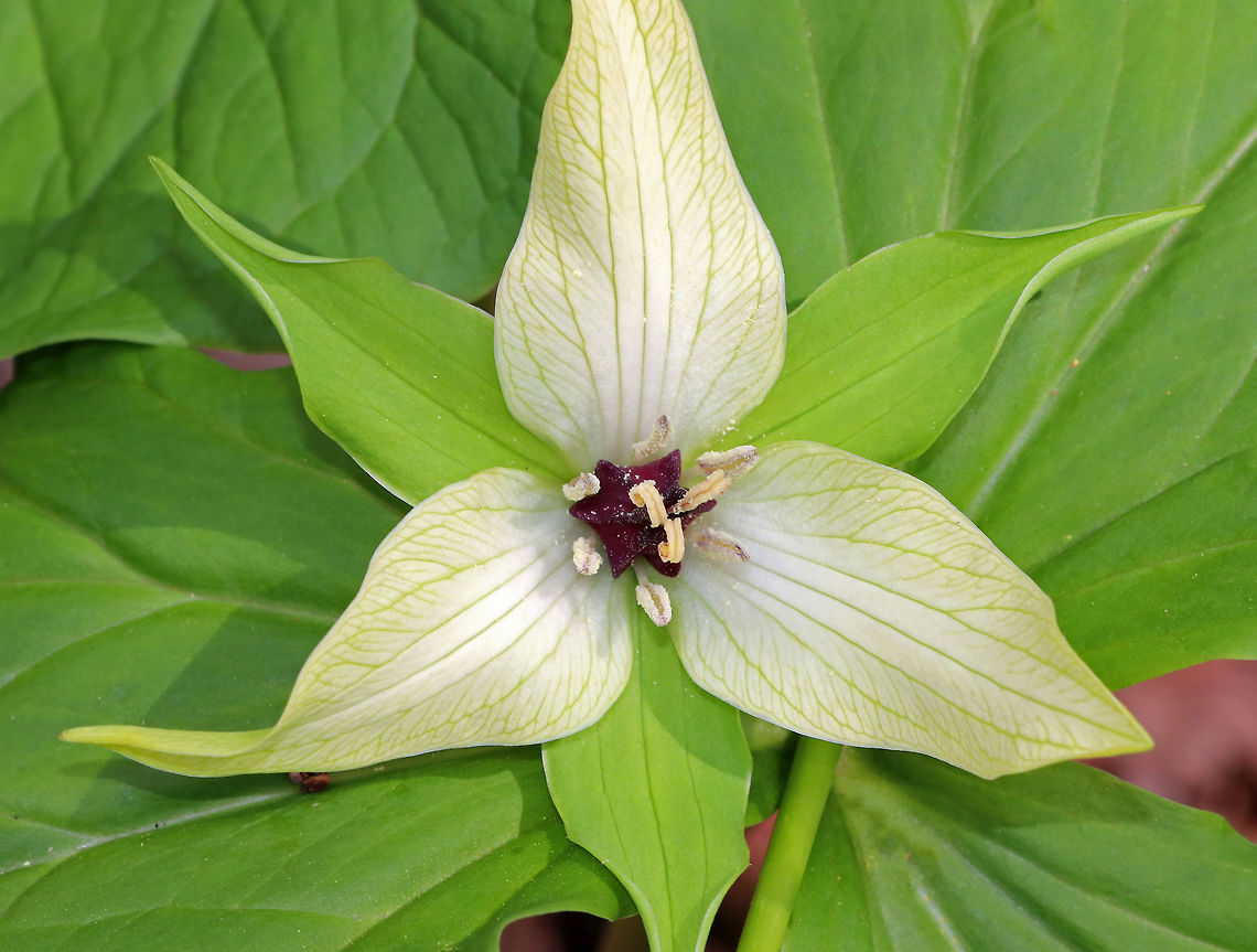 Wet Dog Trillium - Trillium erectum var. album Trillium erectum usually has dark reddish purple petals, but this variety has pale yellow petals with green veins.  <br />
<br />
As its common name suggests, it really does smell like a wet dog. The smell attracts its pollinators - carrion flies. Geotagged,Purple Wakerobin,Red Trillium,Red Wakerobin,Red trillium,Spring,Stinking Benjamin,Trillium erectum,United States,Wet Dog Trillium,flower,trillium,trillium erectum,trillium erectum var album,wildflower
