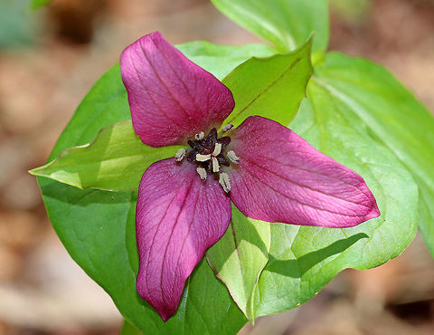 Red Trillium Purple-pink flowers have 3 petals that are above whorls of pointed triple leaves.   Usually, the petals are darker red, but they can also be pink, white, or yellowish.  The petals have a foul smell, which attracts carrion flies (and other insects) that act as pollinators.  Geotagged,Red trillium,Spring,Trillium erectum,United States,flower,purple,red,red trillium,trillium,wildflower