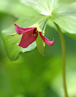 Red Trillium Purple-pink flowers have 3 petals that are above whorls of pointed triple leaves. Usually, the petals are darker red, but they can also be pink, white, or yellowish. The petals have a foul smell, which attracts carrion flies (and other insects) that act as pollinators.  Geotagged,Red trillium,Spring,Trillium erectum,United States,flower,pink,purple,red trillium,trillium,wildflower