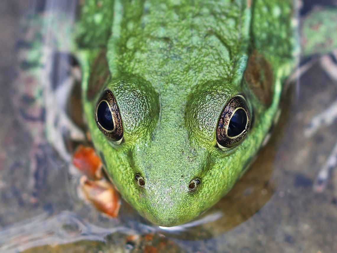 Green Frog This is probably the greenest green frog that I&#039;ve ever seen! It was gorgeous. Geotagged,Green frog,Lithobates clamitans,Spring,United States,frog,green,green frog