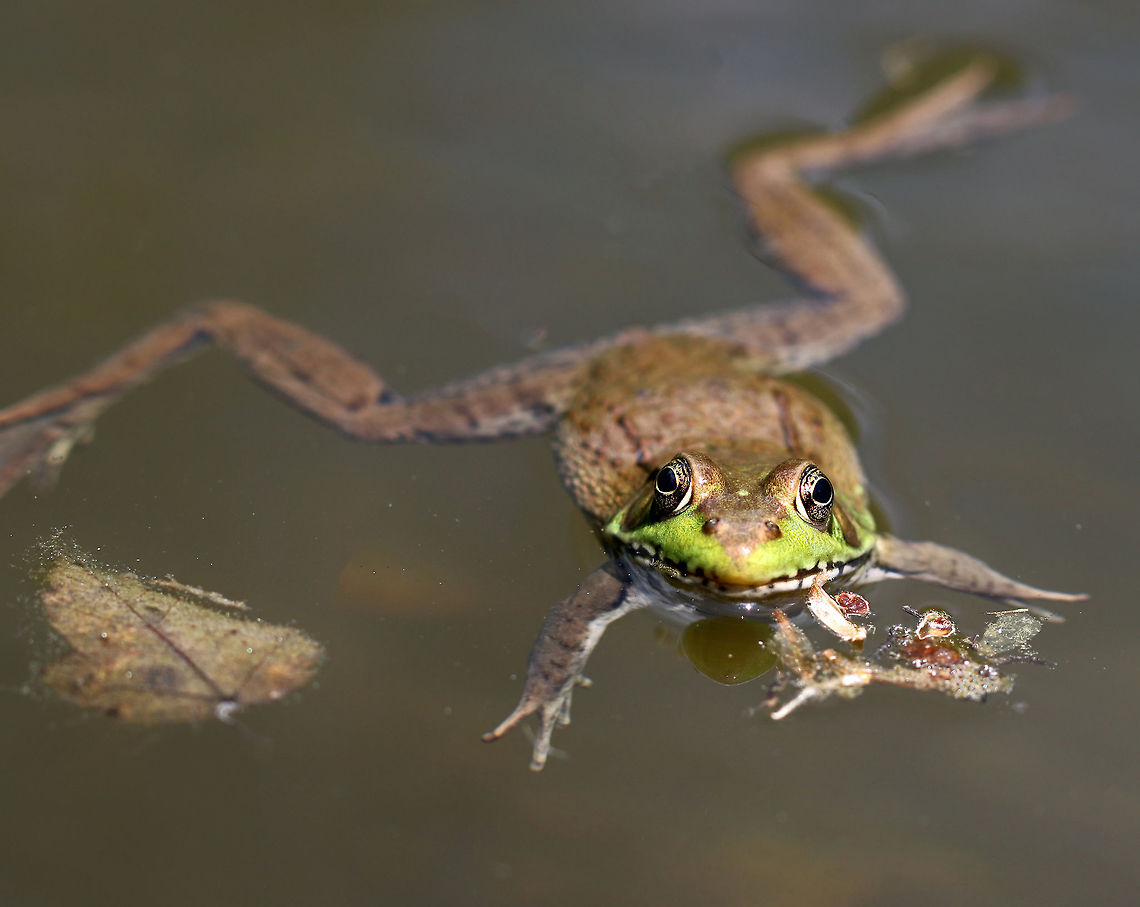 Green Frog This frog was fairly large - probably 9 cm long. It was floating in a small woodland pond, soaking in the sunshine. <br />
<br />
This species is a medium-sized frog. Adult green frogs range from 5&ndash;10 cm in length. Mature females are typically larger than males. The male tympanum is twice the diameter of the eye; but, in females, the tympanum is about the same as that of the eye. Also, males have bright yellow throats. The dorsolateral ridges, prominent, seam-like skin folds that run down the sides of the back, distinguish the green frog from the bullfrog, which entirely lacks them.  Geotagged,Green frog,Lithobates clamitans,Spring,United States,frog,green frog