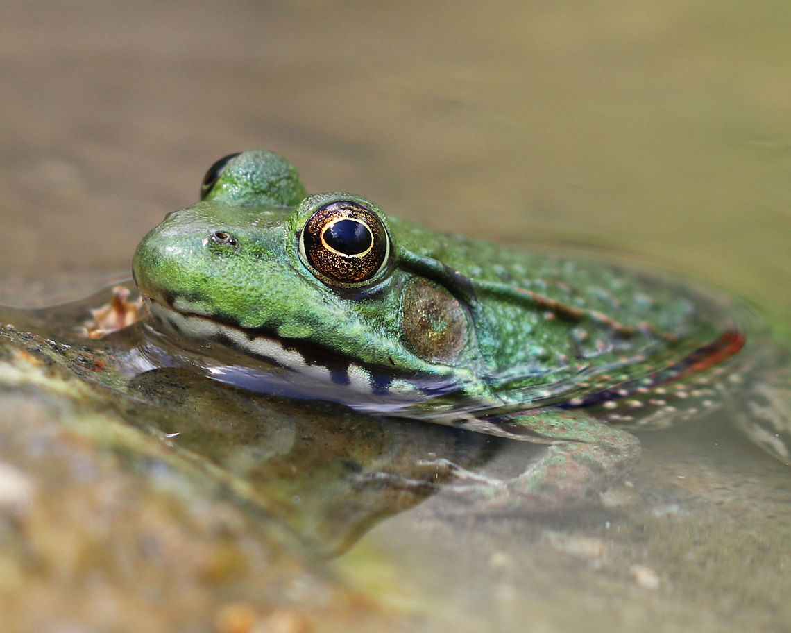 Green Frog This beautiful frog was hanging out in a rocky area that had collected water runoff from an adjacent woodland pond.  There were at least 15+ other green frogs and salamanders in a small area near the bank of the pond.<br />
<br />
This species is a medium-sized frog. Adult green frogs range from 5&ndash;10 cm in length. Mature females are typically larger than males. The male tympanum is twice the diameter of the eye; but, in females, the tympanum is about the same as that of the eye. Also, males have bright yellow throats. The dorsolateral ridges, prominent, seam-like skin folds that run down the sides of the back, distinguish the green frog from the bullfrog, which entirely lacks them.  Geotagged,Green frog,Lithobates clamitans,Spring,United States,frog,green frog