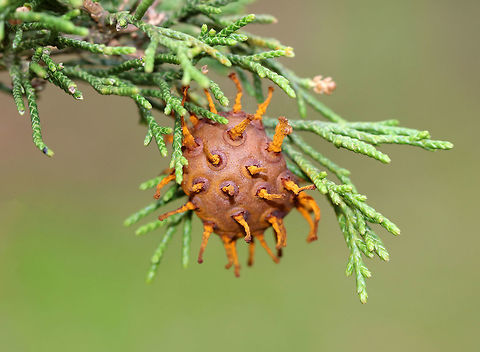 Cedar-apple Rust Gall This fungus has the fancy name, Gymnosporangium juniperi-virginianae, which means "naked spore-bearer of the eastern juniper tree." It's a heteroecious rust, which means that it requires two species of plants to complete its life cycle. Those two species of plants are: the eastern red cedar (Juniperus virginianus) and apple trees (Malus sylvestris). It's also an obligate pathogen, so it can't live without those hosts. It has four different stages, the most impressive of which is the orange teliospore stage because this is when the gall sprouts gelatinous, orange horns that look like tentacles. Pretty impressive. To further add to its coolness, each gelatinous spore horn is actually composed of hundreds of two-celled teliospores. Cedar-apple Rust Gall,Geotagged,Gymnosporangium juniperi-virginianae,Juniperus virginiana,Spring,United States,eastern red cedar,fungus,gall