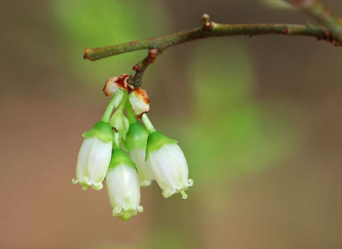 Northern Highbush Blueberry A deciduous shrub that grows 6&ndash;12 feet tall. The dark glossy leaves are elliptical; the flowers are white, long, and bell-shaped; and the fruit is a small blue-black berry that will ripen during July-August in the northeastern US.  It is a significantly important food crop.  I found this bush growing wild in a swampy, mixed forest.

I grew up collecting bucketfuls of blueberries every summer in swampy, mosquito-infested forests. It was more fun than it sounds thanks to the endless supply of berries to snack on :) Geotagged,Northern highbush blueberry,Spring,United States,Vaccinium corymbosum,blue huckleberry,blueberry,highbush blueberry,northern highbush blueberry,swamp huckleberry,tall huckleberry