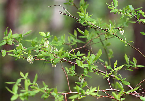 Northern Highbush Blueberry A deciduous shrub that grows 6&ndash;12 feet tall. The dark glossy leaves are elliptical; the flowers are white, long, and bell-shaped; and the fruit is a small blue-black berry that will ripen during July-August in the northeastern US. It is a significantly important food crop. I found this bush growing wild in a swampy, mixed forest.  Geotagged,Highbush Blueberry,Northern Highbush Blueberry,Northern highbush blueberry,Spring,United States,Vaccinium corymbosum,blueberry,high blueberry