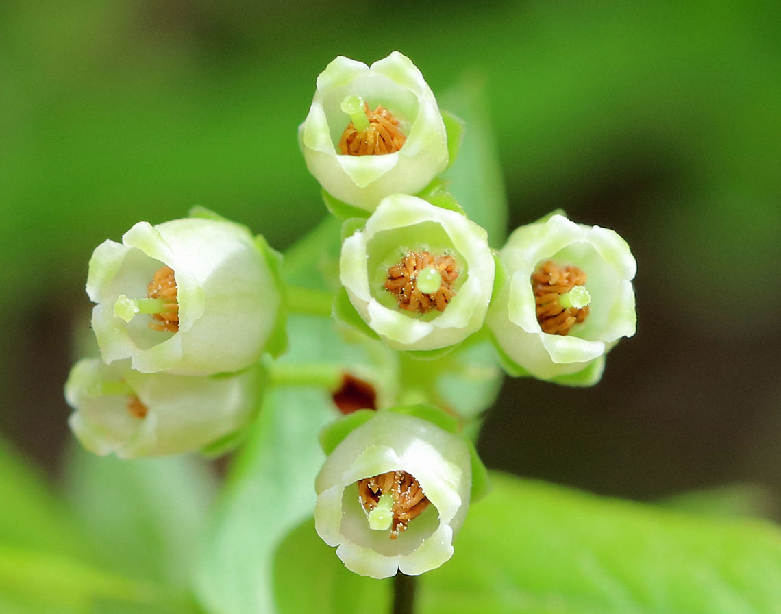 Northern Highbush Blueberry A deciduous shrub that grows 6&ndash;12 feet tall. The dark glossy leaves are elliptical; the flowers are white, long, and bell-shaped; and the fruit is a small blue-black berry that will ripen during July-August in the northeastern US. It is a significantly important food crop. I found this bush growing wild in a swampy, mixed forest.  Geotagged,Highbush Blueberry Blueberry,Northern Highbush Blueberry,Northern highbush blueberry,Spring,United States,Vaccinium corymbosum,high blueberry