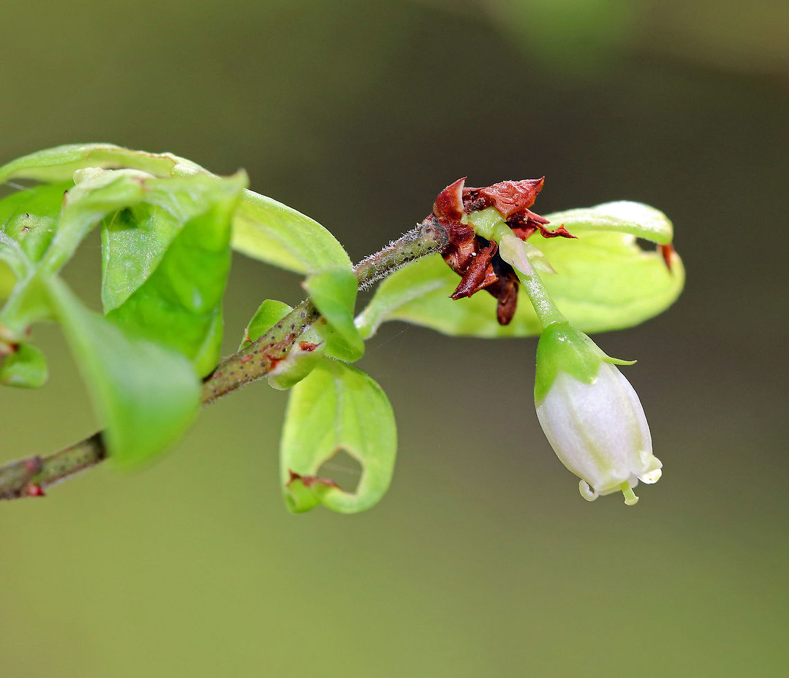 Northern Highbush Blueberry A deciduous shrub that grows 6&ndash;12 feet tall. The dark glossy leaves are elliptical; the flowers are white, long, and bell-shaped; and the fruit is a small blue-black berry that will ripen during July-August in the northeastern US. It is a significantly important food crop. I found this bush growing wild in a swampy, mixed forest.  Blueberry,Geotagged,Highbush Blueberry,Northern Highbush Blueberry,Northern highbush blueberry,Spring,United States,Vaccinium corymbosum,high blueberry