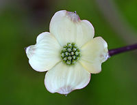 Flowering Dogwood A spectacular, native, flowering tree that has gorgeous white and pink spring blooms. The hardwood is very shock resistant and is often used to make pulleys, mallet heads, weaving shuttles, and spools.<br />
<br />
https://www.jungledragon.com/image/59880/flowering_dogwood.html<br />
https://www.jungledragon.com/image/59879/flowering_dogwood.html American boxwood,Arrowwood,Cornus florida,Corona de san pedro,False box,Geotagged,Spring,United States,dogwood,flowering dogwood