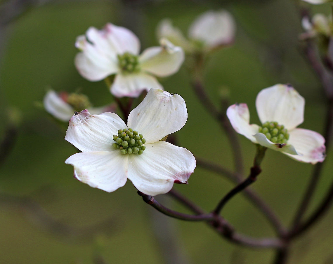 Flowering Dogwood A spectacular, native, flowering tree that has gorgeous white and pink spring blooms. The hardwood is very shock resistant and is often used to make pulleys, mallet heads, weaving shuttles, and spools.<br />
<br />
<figure class="photo"><a href="https://www.jungledragon.com/image/59880/flowering_dogwood.html" title="Flowering Dogwood"><img src="https://s3.amazonaws.com/media.jungledragon.com/images/3232/59880_thumb.jpg?AWSAccessKeyId=05GMT0V3GWVNE7GGM1R2&Expires=1759968010&Signature=9a4G86ZQxc436iDMv7vVcoPfTqw%3D" width="200" height="154" alt="Flowering Dogwood Not a great picture of this beautiful tree, but I wanted to include it to show how the tree grows nearly horizontally.<br />
<br />
https://www.jungledragon.com/image/59878/flowering_dogwood.html<br />
https://www.jungledragon.com/image/59879/flowering_dogwood.html<br />
 Cornus florida,Geotagged,Spring,United States,dogwood,flowering dogwood" /></a></figure><br />
<figure class="photo"><a href="https://www.jungledragon.com/image/59878/flowering_dogwood.html" title="Flowering Dogwood"><img src="https://s3.amazonaws.com/media.jungledragon.com/images/3232/59878_thumb.jpg?AWSAccessKeyId=05GMT0V3GWVNE7GGM1R2&Expires=1759968010&Signature=Ihd4D8KN1BjdvcQ7%2FBp1geXAegM%3D" width="200" height="154" alt="Flowering Dogwood A spectacular, native, flowering tree that has gorgeous white and pink spring blooms.  The hardwood is very shock resistant and is often used to make pulleys, mallet heads, weaving shuttles, and spools.<br />
<br />
https://www.jungledragon.com/image/59880/flowering_dogwood.html<br />
https://www.jungledragon.com/image/59879/flowering_dogwood.html American boxwood,Arrowwood,Cornus florida,Corona de san pedro,False box,Geotagged,Spring,United States,dogwood,flowering dogwood" /></a></figure> Arrowwood,Cornus florida,Corona de san pedro,Dogwood,Flowering Dogwood,Geotagged,Spring,United States