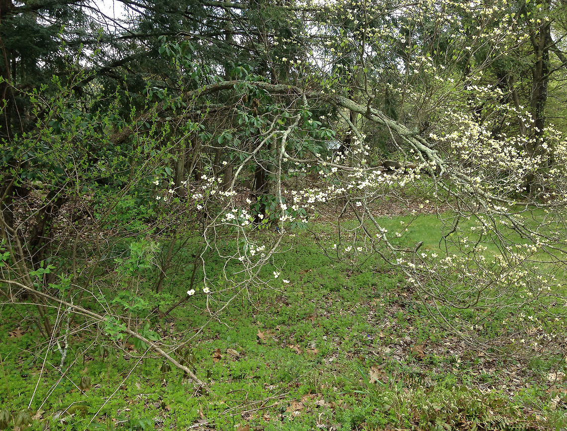 Flowering Dogwood Not a great picture of this beautiful tree, but I wanted to include it to show how the tree grows nearly horizontally.<br />
<br />
<figure class="photo"><a href="https://www.jungledragon.com/image/59878/flowering_dogwood.html" title="Flowering Dogwood"><img src="https://s3.amazonaws.com/media.jungledragon.com/images/3232/59878_thumb.jpg?AWSAccessKeyId=05GMT0V3GWVNE7GGM1R2&Expires=1767225610&Signature=yD2zSPo5QQEUgq9S786r%2BoOZX0E%3D" width="200" height="154" alt="Flowering Dogwood A spectacular, native, flowering tree that has gorgeous white and pink spring blooms.  The hardwood is very shock resistant and is often used to make pulleys, mallet heads, weaving shuttles, and spools.<br />
<br />
https://www.jungledragon.com/image/59880/flowering_dogwood.html<br />
https://www.jungledragon.com/image/59879/flowering_dogwood.html American boxwood,Arrowwood,Cornus florida,Corona de san pedro,False box,Geotagged,Spring,United States,dogwood,flowering dogwood" /></a></figure><br />
<figure class="photo"><a href="https://www.jungledragon.com/image/59879/flowering_dogwood.html" title="Flowering Dogwood"><img src="https://s3.amazonaws.com/media.jungledragon.com/images/3232/59879_thumb.jpg?AWSAccessKeyId=05GMT0V3GWVNE7GGM1R2&Expires=1767225610&Signature=aLpwQbbTmmSapH03KGIvZ8%2Fxfrc%3D" width="200" height="160" alt="Flowering Dogwood A spectacular, native, flowering tree that has gorgeous white and pink spring blooms. The hardwood is very shock resistant and is often used to make pulleys, mallet heads, weaving shuttles, and spools.<br />
<br />
https://www.jungledragon.com/image/59880/flowering_dogwood.html<br />
https://www.jungledragon.com/image/59878/flowering_dogwood.html Arrowwood,Cornus florida,Corona de san pedro,Dogwood,Flowering Dogwood,Geotagged,Spring,United States" /></a></figure><br />
 Cornus florida,Geotagged,Spring,United States,dogwood,flowering dogwood