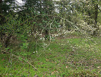 Flowering Dogwood Not a great picture of this beautiful tree, but I wanted to include it to show how the tree grows nearly horizontally.<br />
<br />
https://www.jungledragon.com/image/59878/flowering_dogwood.html<br />
https://www.jungledragon.com/image/59879/flowering_dogwood.html<br />
Cornus florida,Geotagged,Spring,United States,dogwood,flowering dogwood