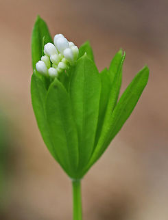 Sweetscented Bedstraw This mat-forming plant produces whorls of 6 to 8 fragrant leaves, which smell like freshly mowed hay.  It is listed as being absent from Connecticut, but apparently it is not since I found it in Connecticut.

The sweet scent of this plant is derived from coumarin. This smell increases with wilting and the dried plant is used in potpourri, as a moth deterrent, and as a flavoring in many beverages in in Germany.

https://www.jungledragon.com/image/59882/sweetscented_bedstraw.html
https://www.jungledragon.com/image/59883/sweetscented_bedstraw.html Galium odoratum,Geotagged,Spring,Sweet Woodruff,Sweetscented Bedstraw,United States,bedstraw,flower,sweetscented bedstraw,white,wildflower