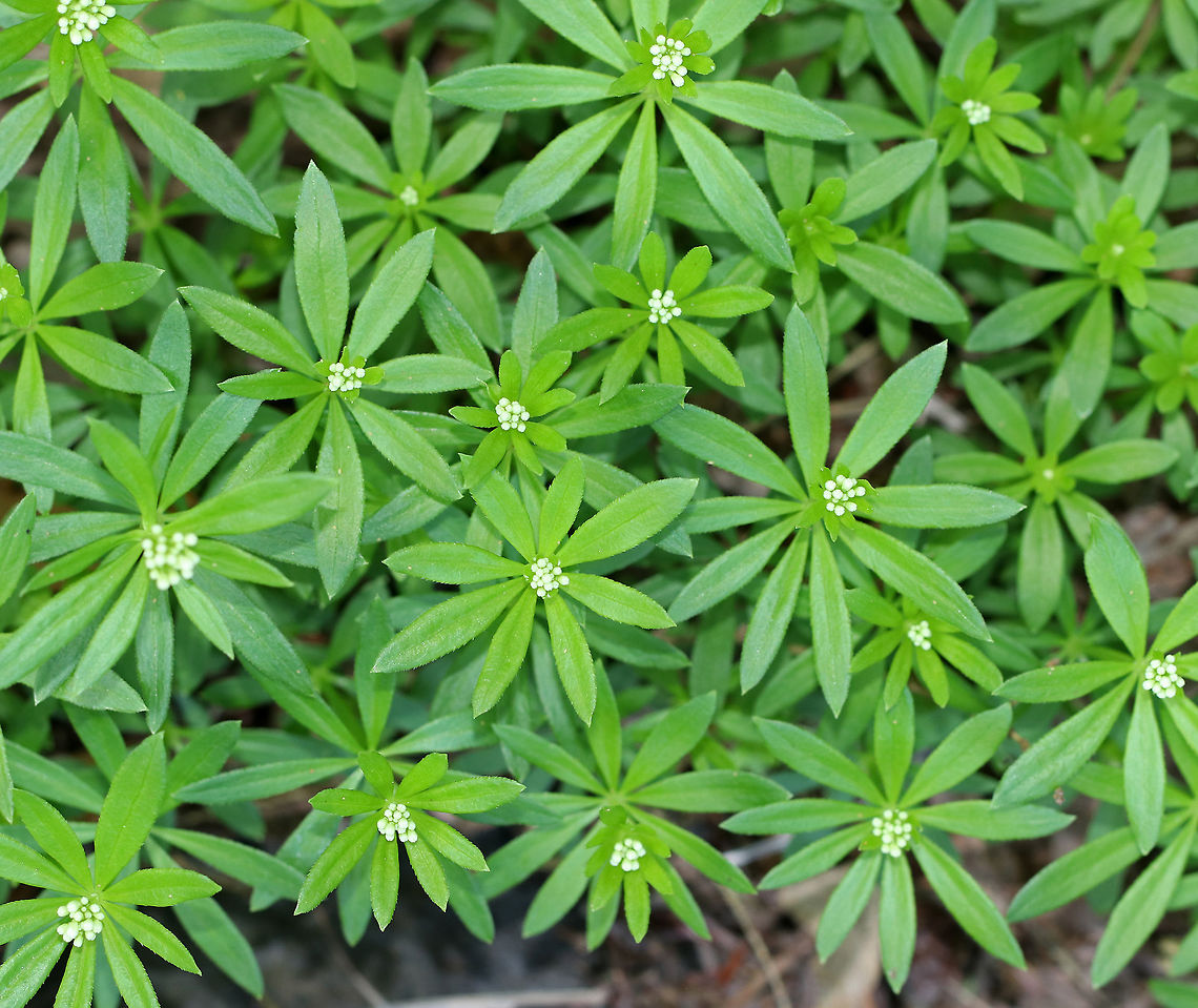 Sweetscented Bedstraw This mat-forming plant produces whorls of 6 to 8 fragrant leaves, which smell like freshly mowed hay. It is listed as being absent from Connecticut, but apparently it is not since I found it in Connecticut.<br />
<br />
The sweet scent of this plant is derived from coumarin. This smell increases with wilting and the dried plant is used in potpourri, as a moth deterrent, and as a flavoring in many beverages in in Germany.<br />
<br />
<figure class="photo"><a href="https://www.jungledragon.com/image/59881/sweetscented_bedstraw.html" title="Sweetscented Bedstraw"><img src="https://s3.amazonaws.com/media.jungledragon.com/images/3232/59881_thumb.jpg?AWSAccessKeyId=05GMT0V3GWVNE7GGM1R2&Expires=1759968010&Signature=%2Fr%2BNoWJWYqzNQBY2OX0l1gkyeyA%3D" width="116" height="152" alt="Sweetscented Bedstraw This mat-forming plant produces whorls of 6 to 8 fragrant leaves, which smell like freshly mowed hay.  It is listed as being absent from Connecticut, but apparently it is not since I found it in Connecticut.<br />
<br />
The sweet scent of this plant is derived from coumarin. This smell increases with wilting and the dried plant is used in potpourri, as a moth deterrent, and as a flavoring in many beverages in in Germany.<br />
<br />
https://www.jungledragon.com/image/59882/sweetscented_bedstraw.html<br />
https://www.jungledragon.com/image/59883/sweetscented_bedstraw.html Galium odoratum,Geotagged,Spring,Sweet Woodruff,Sweetscented Bedstraw,United States,bedstraw,flower,sweetscented bedstraw,white,wildflower" /></a></figure><br />
<figure class="photo"><a href="https://www.jungledragon.com/image/59883/sweetscented_bedstraw.html" title="Sweetscented Bedstraw"><img src="https://s3.amazonaws.com/media.jungledragon.com/images/3232/59883_thumb.jpg?AWSAccessKeyId=05GMT0V3GWVNE7GGM1R2&Expires=1759968010&Signature=f4NYBw8fBYChrn%2F%2Fdchafd%2Ff6P4%3D" width="112" height="152" alt="Sweetscented Bedstraw This mat-forming plant produces whorls of 6 to 8 fragrant leaves, which smell like freshly mowed hay. It is listed as being absent from Connecticut, but apparently it is not since I found it in Connecticut.<br />
<br />
The sweet scent of this plant is derived from coumarin. This smell increases with wilting and the dried plant is used in potpourri, as a moth deterrent, and as a flavoring in many beverages in in Germany.<br />
<br />
https://www.jungledragon.com/image/59881/sweetscented_bedstraw.html<br />
https://www.jungledragon.com/image/59882/sweetscented_bedstraw.html Bedstraw,Galium odoratum,Geotagged,Spring,Sweet Woodruff,Sweetscented Bedstraw,United States,flower,white,wildflower" /></a></figure> Bedstraw,Galium odoratum,Geotagged,Spring,Sweet Woodruff,Sweetscented Bedstraw,United States,flower,white,wildflower