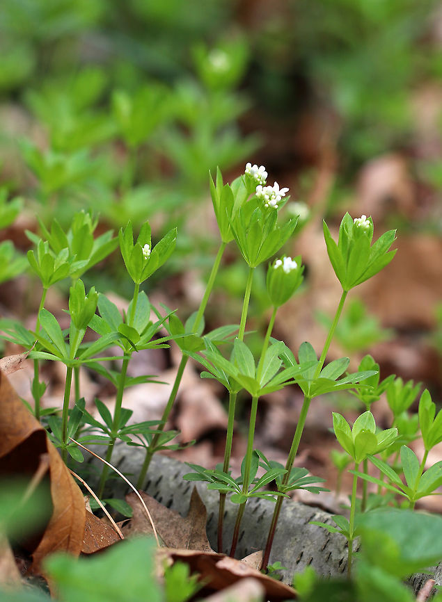 Sweetscented Bedstraw This mat-forming plant produces whorls of 6 to 8 fragrant leaves, which smell like freshly mowed hay. It is listed as being absent from Connecticut, but apparently it is not since I found it in Connecticut.<br />
<br />
The sweet scent of this plant is derived from coumarin. This smell increases with wilting and the dried plant is used in potpourri, as a moth deterrent, and as a flavoring in many beverages in in Germany.<br />
<br />
<figure class="photo"><a href="https://www.jungledragon.com/image/59881/sweetscented_bedstraw.html" title="Sweetscented Bedstraw"><img src="https://s3.amazonaws.com/media.jungledragon.com/images/3232/59881_thumb.jpg?AWSAccessKeyId=05GMT0V3GWVNE7GGM1R2&Expires=1769040010&Signature=r9Mz9THdfDebUFa6qXuKjgZYVpk%3D" width="116" height="152" alt="Sweetscented Bedstraw This mat-forming plant produces whorls of 6 to 8 fragrant leaves, which smell like freshly mowed hay.  It is listed as being absent from Connecticut, but apparently it is not since I found it in Connecticut.<br />
<br />
The sweet scent of this plant is derived from coumarin. This smell increases with wilting and the dried plant is used in potpourri, as a moth deterrent, and as a flavoring in many beverages in in Germany.<br />
<br />
https://www.jungledragon.com/image/59882/sweetscented_bedstraw.html<br />
https://www.jungledragon.com/image/59883/sweetscented_bedstraw.html Galium odoratum,Geotagged,Spring,Sweet Woodruff,Sweetscented Bedstraw,United States,bedstraw,flower,sweetscented bedstraw,white,wildflower" /></a></figure><br />
<figure class="photo"><a href="https://www.jungledragon.com/image/59882/sweetscented_bedstraw.html" title="Sweetscented Bedstraw"><img src="https://s3.amazonaws.com/media.jungledragon.com/images/3232/59882_thumb.jpg?AWSAccessKeyId=05GMT0V3GWVNE7GGM1R2&Expires=1769040010&Signature=pTRWAynAVV2PAzfvLTo%2B2MZG0%2B8%3D" width="200" height="170" alt="Sweetscented Bedstraw This mat-forming plant produces whorls of 6 to 8 fragrant leaves, which smell like freshly mowed hay. It is listed as being absent from Connecticut, but apparently it is not since I found it in Connecticut.<br />
<br />
The sweet scent of this plant is derived from coumarin. This smell increases with wilting and the dried plant is used in potpourri, as a moth deterrent, and as a flavoring in many beverages in in Germany.<br />
<br />
https://www.jungledragon.com/image/59881/sweetscented_bedstraw.html<br />
https://www.jungledragon.com/image/59883/sweetscented_bedstraw.html Bedstraw,Galium odoratum,Geotagged,Spring,Sweet Woodruff,Sweetscented Bedstraw,United States,flower,white,wildflower" /></a></figure> Bedstraw,Galium odoratum,Geotagged,Spring,Sweet Woodruff,Sweetscented Bedstraw,United States,flower,white,wildflower