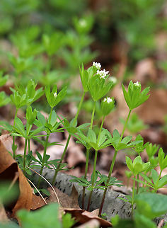 Sweetscented Bedstraw This mat-forming plant produces whorls of 6 to 8 fragrant leaves, which smell like freshly mowed hay. It is listed as being absent from Connecticut, but apparently it is not since I found it in Connecticut.

The sweet scent of this plant is derived from coumarin. This smell increases with wilting and the dried plant is used in potpourri, as a moth deterrent, and as a flavoring in many beverages in in Germany.

https://www.jungledragon.com/image/59881/sweetscented_bedstraw.html
https://www.jungledragon.com/image/59882/sweetscented_bedstraw.html Bedstraw,Galium odoratum,Geotagged,Spring,Sweet Woodruff,Sweetscented Bedstraw,United States,flower,white,wildflower