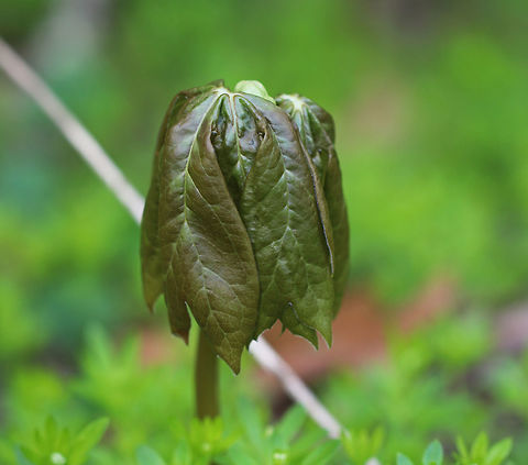 Mayapple The common name refers to the May blooming of its apple-like flower. The leaves, roots, and seeds can be poisonous if ingested. However, roots were once used as a strong purgative by Native Americans. The fruit is edible and is used in jelly, juice, or eaten fresh. The fruit is egg-shaped and ripens July-August. Geotagged,Mayapple,Podophyllum peltatum,Spring,United States,wild mandrake