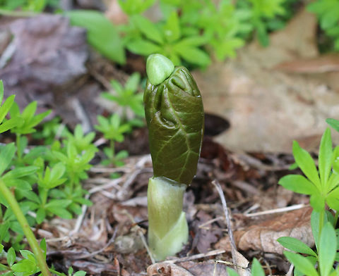Mayapple The common name refers to the May blooming of its apple-like flower. The leaves, roots, and seeds can be poisonous if ingested. However, roots were once used as a strong purgative by Native Americans. The fruit is edible and is used in jelly, juice, or eaten fresh. The fruit is egg-shaped and ripens July-August. Geotagged,Mayapple,Podophyllum peltatum,Spring,United States,mayapple,wild mandrake