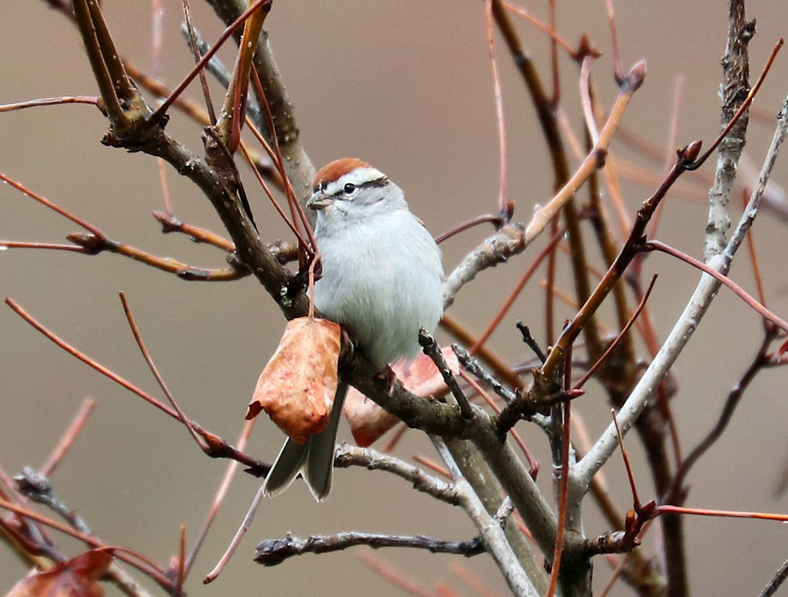 Chipping Sparrow A lovely, little sparrow that has a rusty crown, a black eye streak, and a gray belly.  It has been frequenting a tree in my front yard. Chipping Sparrow,Geotagged,Sparrow,Spizella passerina,Spring,United States