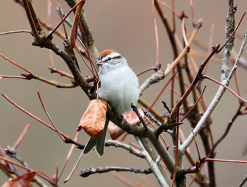 Chipping Sparrow A lovely, little sparrow that has a rusty crown, a black eye streak, and a gray belly.  It has been frequenting a tree in my front yard. Chipping Sparrow,Geotagged,Sparrow,Spizella passerina,Spring,United States