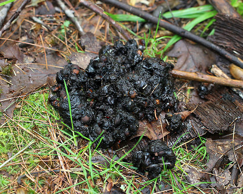 Raccoon Scat - Procyon lotor An amorphic blob of raccoon scat. Raccoons are omnivores, and their scat can have no defined shape if their diet is rich in meat or fruits/nuts/seeds.  In this scat, you can see the fruit seeds and nuts.

As a side note - no one should touch, smell, or taste (duh, I know) animal scat!  Use a stick as a poop probe or wear gloves if you are going to touch it. Raccoon scat in particular can contain the larvae of parasitic roundworms, which can actually be inhaled.  These roundworms can cause serious illness in humans.   Geotagged,Procyon,Procyon lotor,Summer,United States,raccoon,raccoon scat,scat,signs of wildlife