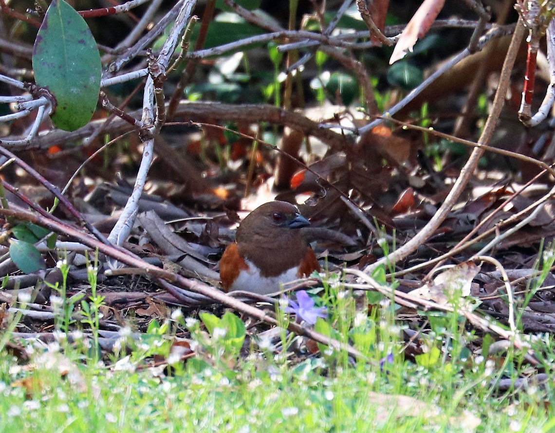 Eastern Towhee Eastern Towhees nest on or near the ground. They spend most of their time on the ground, scratching at leaves using both of their feet at the same time - in a really cute kind of backwards hop. This one appeared to be considering make a nest under this rhododendron bush. Hopefully it chooses a safer spot because this yard has daily fox, opossum, and cat visitors.<br />
<br />
Spotted in a rural, woodsy backyard habitat. Eastern Towhee,Geotagged,Pipilo erythrophthalmus,Spring,Towhee,United States,bird