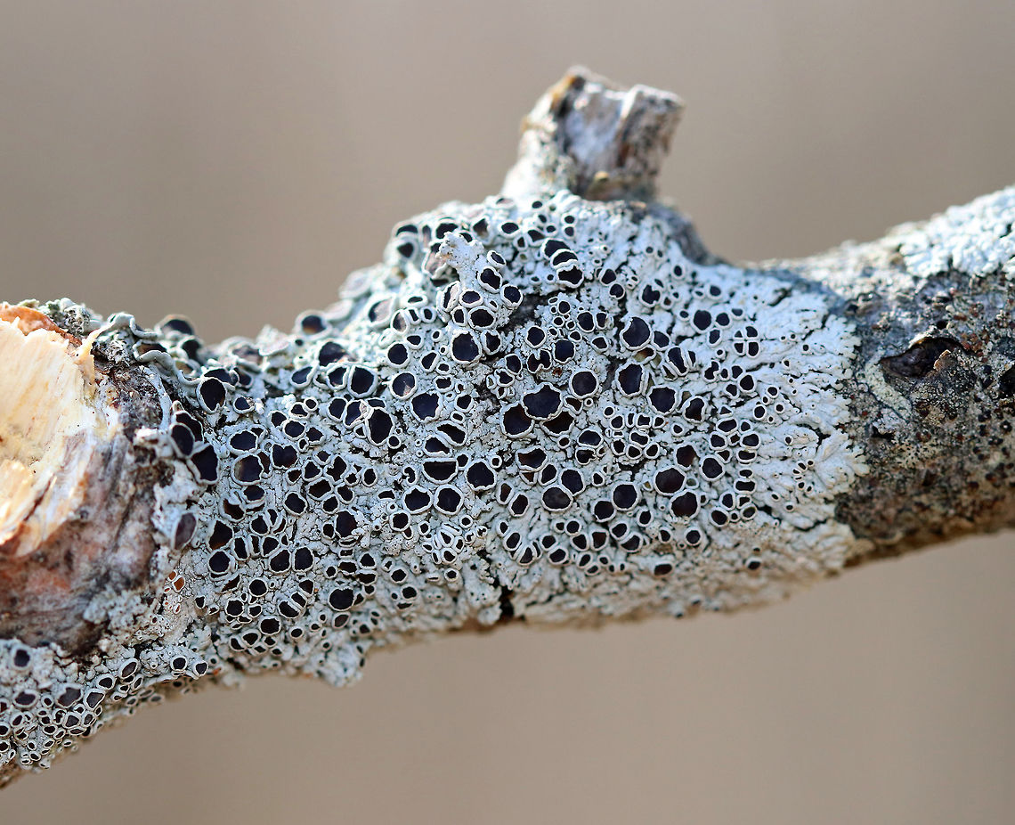 Starry Rosette Lichen Lichen with black apothecia and a gray thallus. The apothecia ranged in size from less than mm to 3mm wide.  Geotagged,Physcia stellaris,Spring,Starry Rosette Lichen,United States,lichen,physica stellaris