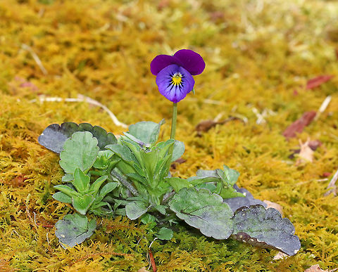 Johnny Jump Up A flower with many unusual common names! 

This plant was growing on top of moss, which was growing on a rock. Geotagged,Heartsease,Jack-jump-up-and-kiss-me,Johnny Jump up,Spring,United States,Viola tricolor,come-and-cuddle-me,heart's delight,heart's ease,heartsease,love-in-idleness,pansy,three faces in a hood,tickle-my-fancy,viola,wild pansy