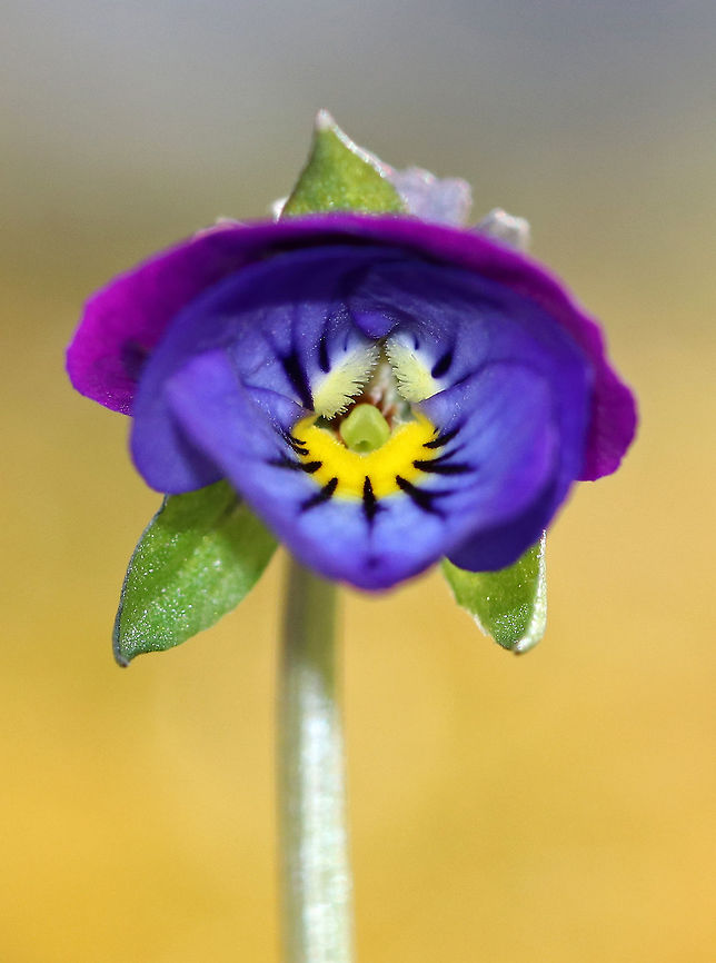 Johnny Jump Up A flower with many unusual common names! <br />
<br />
This plant was growing on top of moss, which was growing on a rock. Geotagged,Heartsease,Jack-jump-up-and-kiss-me,Spring,United States,Viola tricolor,come-and-cuddle-me,heart's delight,heart's ease,heartsease,johnny jump up,or love-in-idleness,pansy,three faces in a hood,tickle-my-fancy,viola,wild pansy