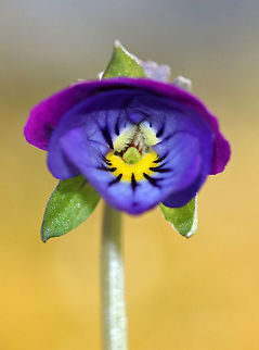 Johnny Jump Up A flower with many unusual common names! 

This plant was growing on top of moss, which was growing on a rock. Geotagged,Heartsease,Jack-jump-up-and-kiss-me,Spring,United States,Viola tricolor,come-and-cuddle-me,heart's delight,heart's ease,heartsease,johnny jump up,or love-in-idleness,pansy,three faces in a hood,tickle-my-fancy,viola,wild pansy
