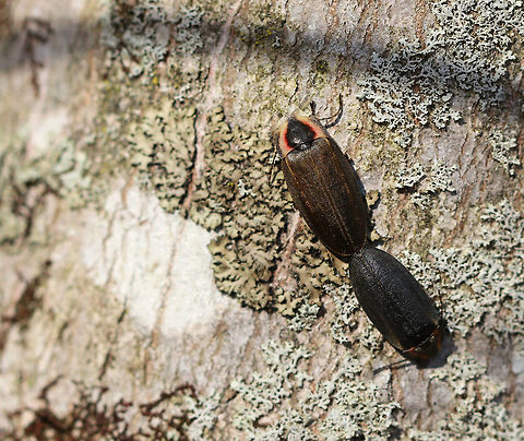 Mating Fireflies - Family Lampyridae These insects are not flies or bugs. They are referred to as fireflies or lightning bugs because they use bioluminescence  to attract mates or prey. They produce a "cold light" in their lower abdomens that can be yellow, green, or red. Family Lampyridae,Firefly Beetles,Geotagged,Lampyridae,Lightning Bugs,Spring,United States,beetle,beetles,fireflies