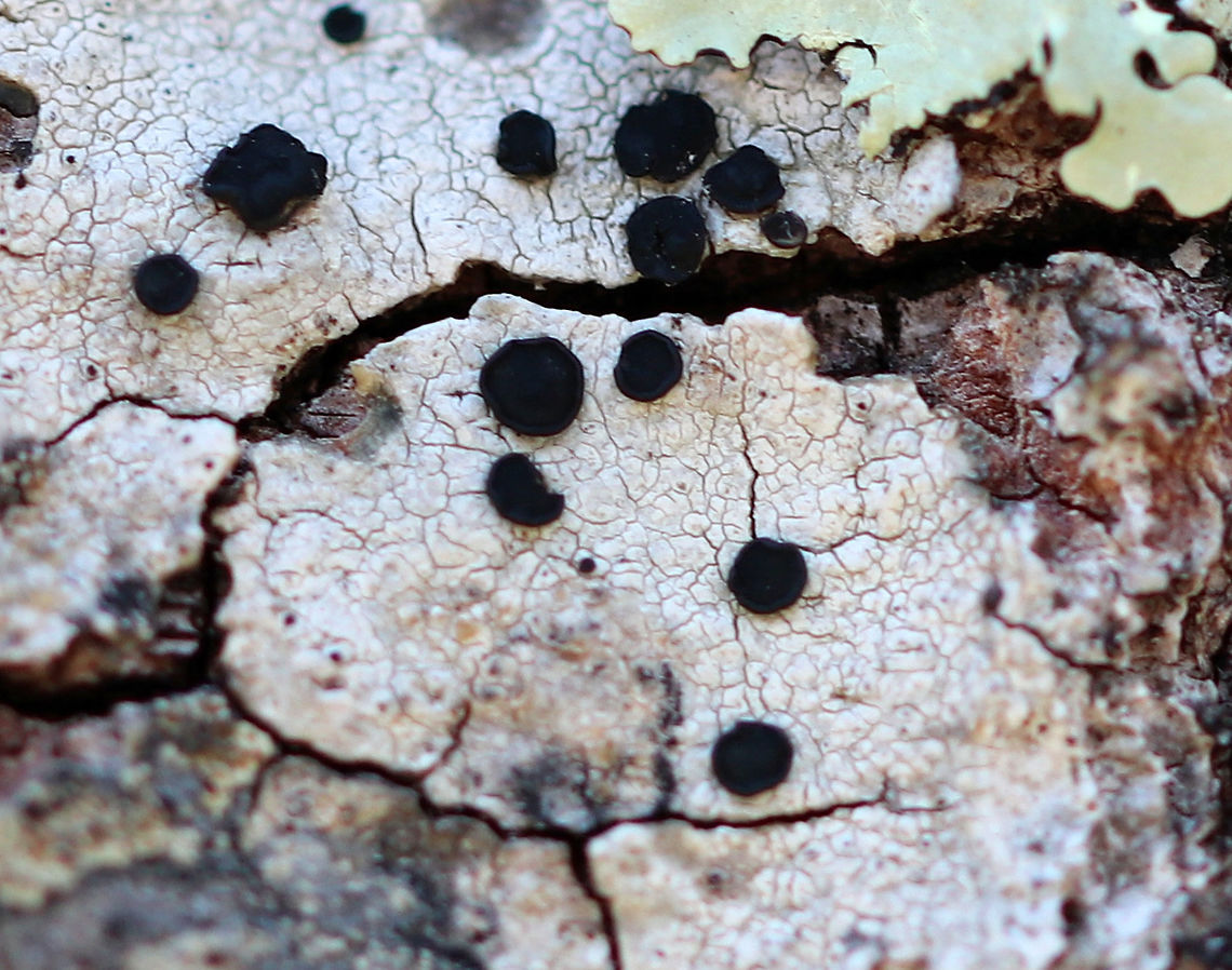 Boreal Button Lichen Lichen with black apothecia and a pale gray/white thallus. It was growing on a tree - most likely oak, in a wooded area. Buellia,Buellia disciformis,Geotagged,Spring,United States,boreal button lichen,buellia disciformis,button lichen,lichen