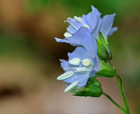 American Greek Valerian Weak stemmed plant with flowers in loose clusters of violet-blue bells. A common name for this plant is False Jacob's Ladder, which refers to the ladder-like arrangement of the leaves. American Greek valerian,Geotagged,Greek Valerian,Polemonium,Polemonium reptans,Spring,United States,abscess root,creeping Jacob's ladder,false Jacob's ladder,spreading Jacob's ladder