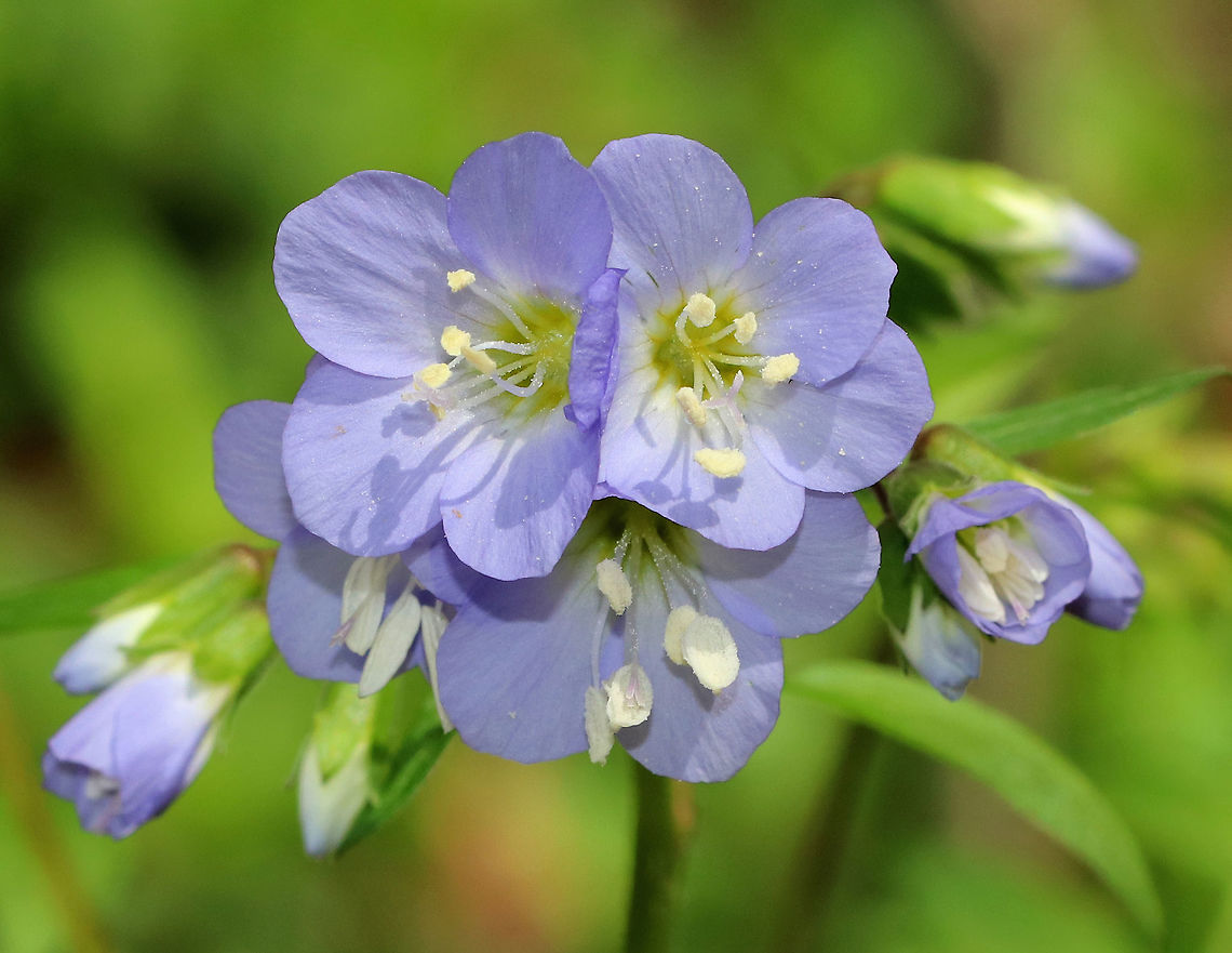 American Greek Valerian Weak stemmed plant with flowers in loose clusters of violet-blue bells. A common name for this plant is False Jacob's Ladder, which refers to the ladder-like arrangement of the leaves.  American Greek Valerian,Geotagged,Greek Valerian,Polemonium reptans,Spring,United States,abscess root,blue bells,creeping Jacob's ladder,false Jacob's ladder,include spreading Jacob's ladder,stairway to heaven,sweatroot