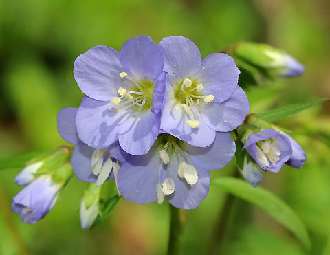 American Greek Valerian Weak stemmed plant with flowers in loose clusters of violet-blue bells. A common name for this plant is False Jacob's Ladder, which refers to the ladder-like arrangement of the leaves.  American Greek Valerian,Geotagged,Greek Valerian,Polemonium reptans,Spring,United States,abscess root,blue bells,creeping Jacob's ladder,false Jacob's ladder,include spreading Jacob's ladder,stairway to heaven,sweatroot