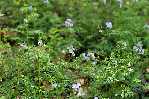 American Greek Valerian Weak stemmed plant with flowers in loose clusters of violet-blue bells. A common name for this plant is False Jacob's Ladder, which refers to the ladder-like arrangement of the leaves.  American Greek valerian,Geotagged,Greek Valerian,Polemonium reptans,Spring,United States,abscess root,blue bells,creeping Jacob's ladder,false Jacob's ladder,spreading Jacob's ladder,stairway to heaven,sweatroot