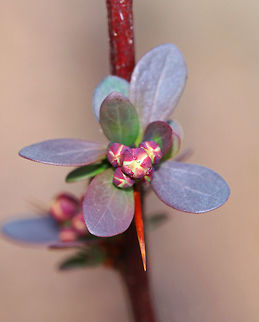 Japanese Barberry A small deciduous shrub that has branches with a single spine, which is actually a highly modified leaf, at each shoot node. The leaves are reddish purple in this variety, and the pale yellow flowers bloom in clusters during spring and early summer. The fruit is a glossy red, ovoid berry that contains a single seed. The fruit matures during late summer and persist through the winter.

 Berberis thunbergii,Geotagged,Japanese barberry,Spring,Thunberg's barberry,United States,red barberry