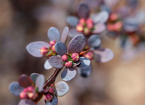 Japanese Barberry A small deciduous shrub that has branches with a single spine, which is actually a highly modified leaf, at each shoot node. The leaves are reddish purple in this variety, and the pale yellow flowers bloom in clusters during spring and early summer. The fruit is a glossy red, ovoid berry that contains a single seed. The fruit matures during late summer and persist through the winter. Barberry,Berberis thunbergii,Geotagged,Japanese Barberry,Spring,United States,red barberry